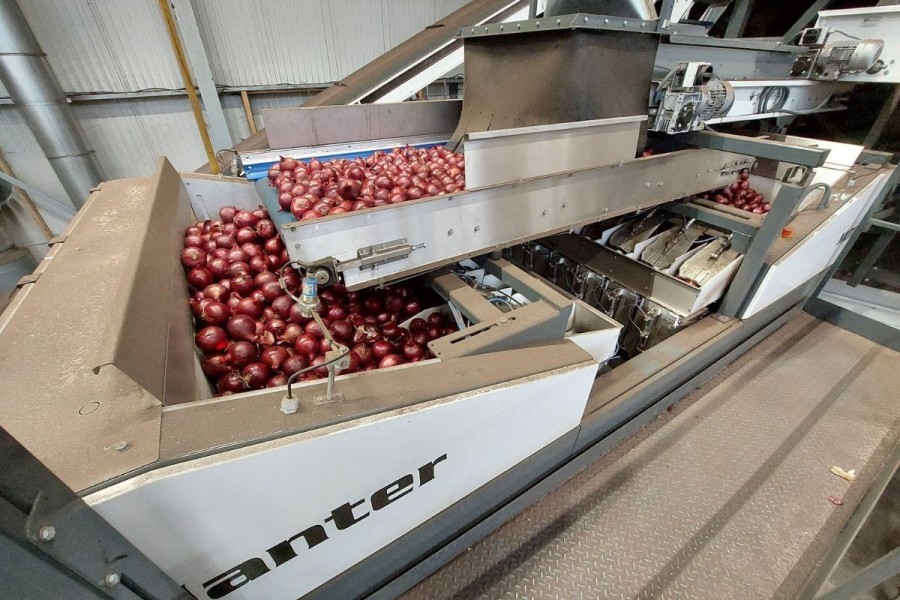 MD16-weigher-with-red-onions-2.jpg