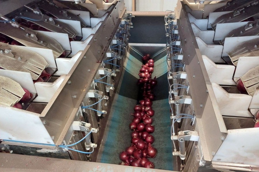 MD16-weigher-with-red-onions.jpg
